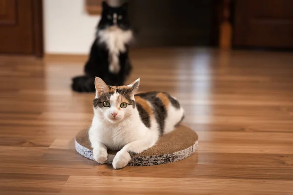 Cat is lying on a scratching post. A tricolored cat with green eyes lies on the floor on a cardboard scratching post and stares in disbelief at the camera, while a black cat sits behind.