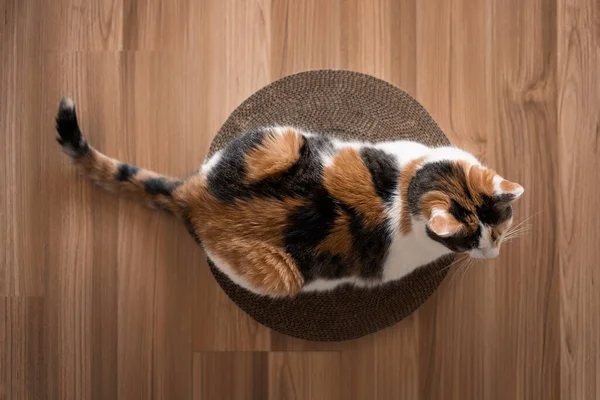 Cat is lying on a scratching post top view. Tricolor cat lying on a cardboard scratching post on the floor top view.