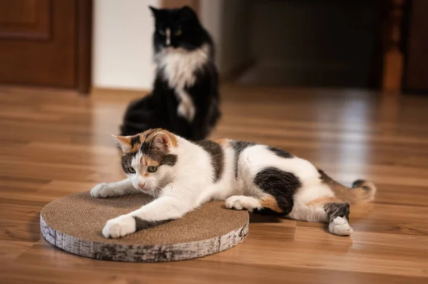 Cat is lying on a scratching post. A tricolor cat with green eyes lies on the floor on a cardboard scratching post and looks curiously at the scratching post, while a black cat sits in the background.