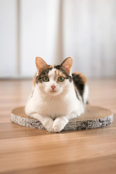 Şaşırmış kedi tırmalama direğinde yatıyor. Üç renkli yeşil gözlü, şaşkın bakışlı bir kedi yerdeki karton bir tırmalama kazığında yatıyor..