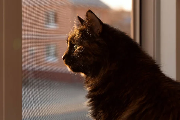 Gün Batımında Kedi Pencereden Dışarı Bakar Günbatımında Gün Batımında Pencerenin — Stok fotoğraf