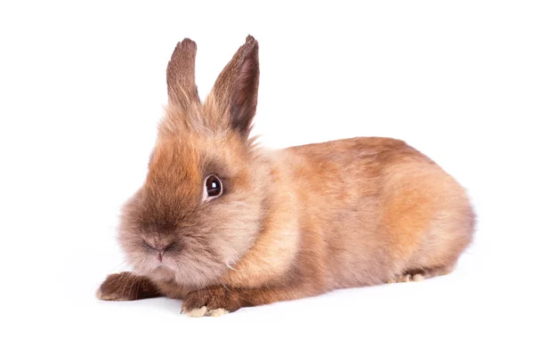 Brown rabbyt isolated on white — Stock Photo, Image