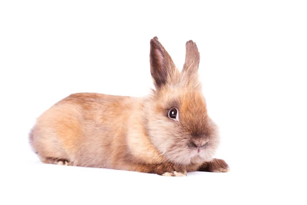 Rabbyt marrón aislado en blanco — Foto de Stock