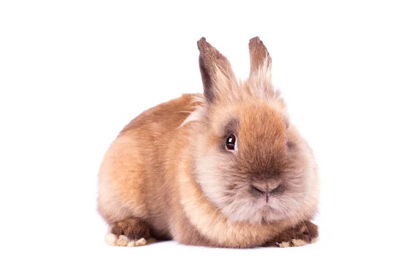 Brown rabbyt isolated on white — Stock Photo, Image