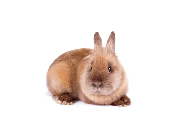 Brown rabbyt isolated on white — Stock Photo, Image