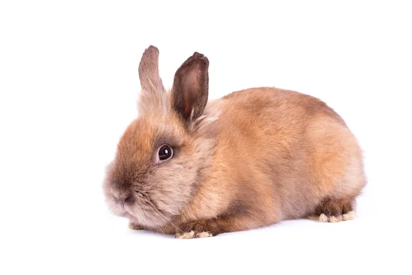 Brown rabbyt isolated on white — Stock Photo, Image