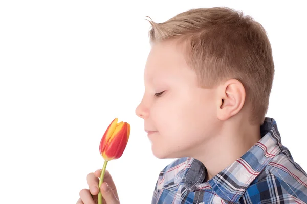 Young boy with tulips isolated on white background — Stock Photo, Image