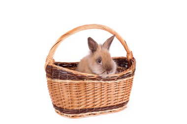 Sepette Beyaz izole kahverengi tavşan