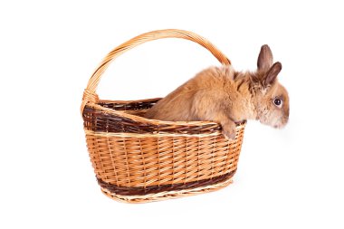 Sepette Beyaz izole kahverengi tavşan