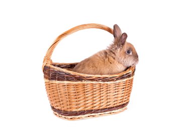 Sepette Beyaz izole kahverengi tavşan