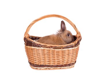 Sepette Beyaz izole kahverengi tavşan