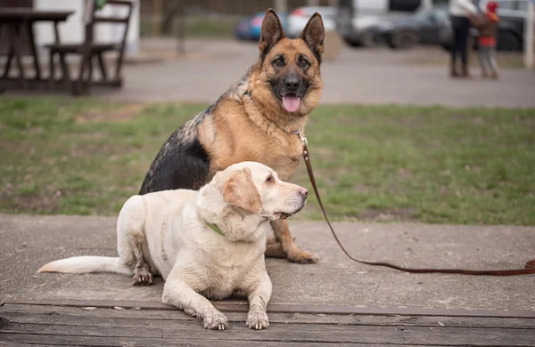 Dogs in the park — Stock Photo, Image