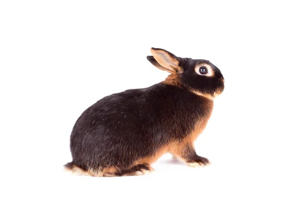 Conejo de color oscuro aislado en blanco —  Fotos de Stock