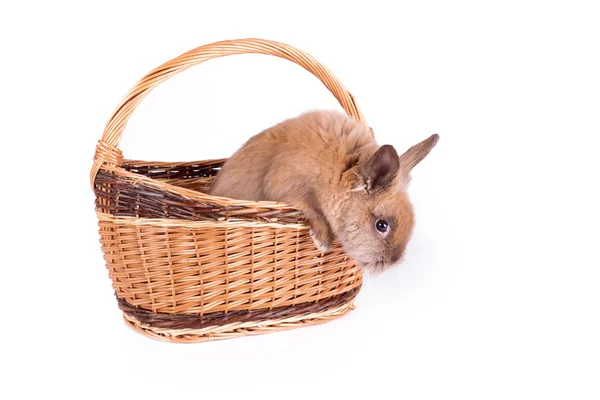 Bruin konijn in mand geïsoleerd op een witte — Stockfoto
