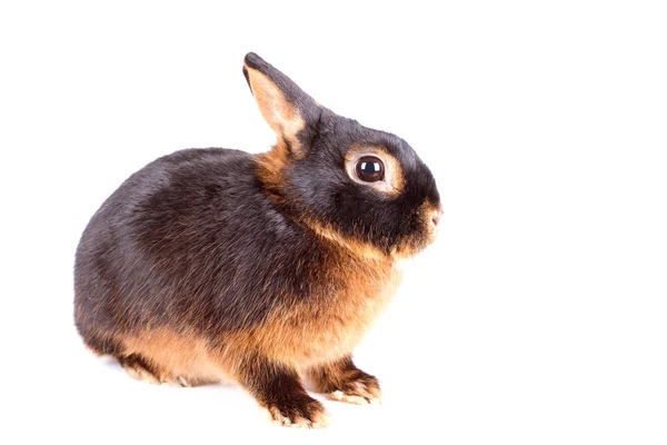 Black rabbit on white background — Stock Photo, Image