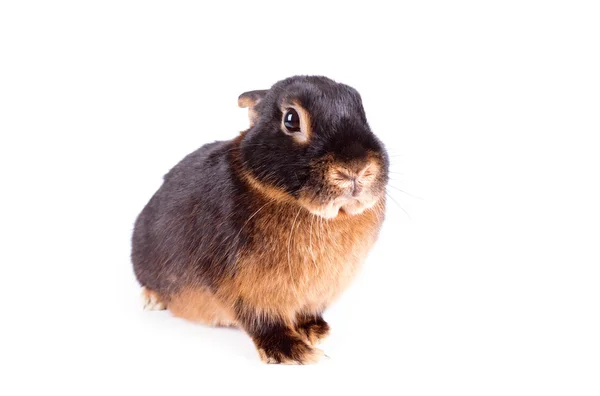 Conejo negro sobre fondo blanco —  Fotos de Stock
