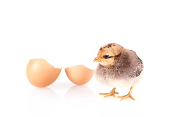 Μικρό κοτόπουλο και τα αυγά που απομονώνονται σε λευκό — Φωτογραφία Αρχείου