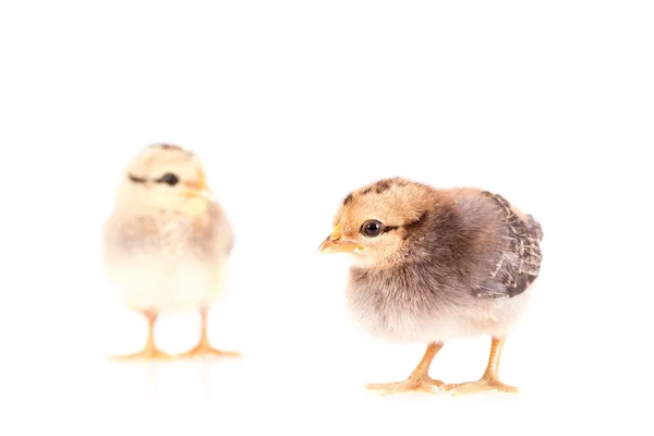 Baby kuřata izolované na bílém — Stock fotografie