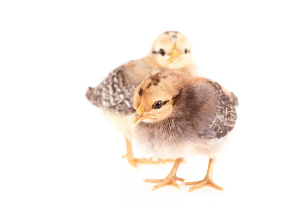 Baby kuřata izolované na bílém — Stock fotografie