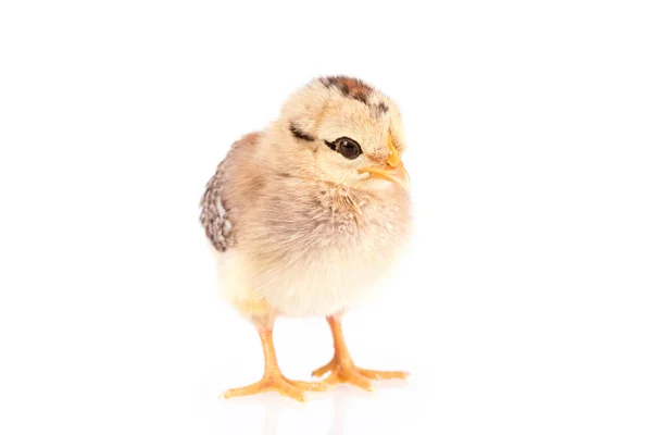 Baby kuřátko izolované na bílém — Stock fotografie