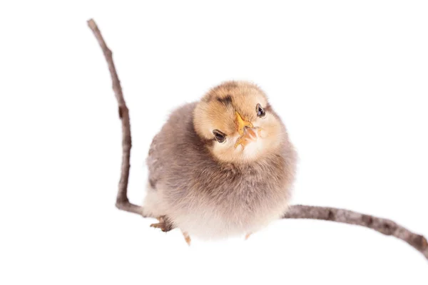 Bébé poulet assis sur brindille sur le blanc — Photo