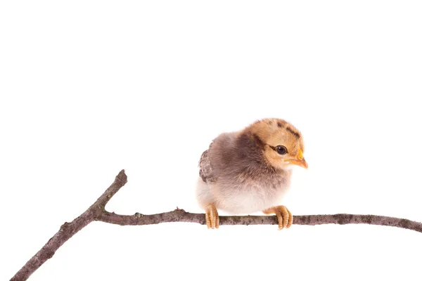 Frango bebê sentado no galho sobre o branco — Fotografia de Stock