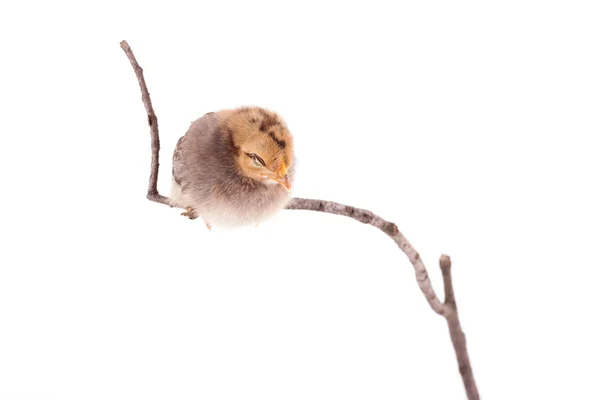 ひな鶏の白以上の枝の上に座って — ストック写真