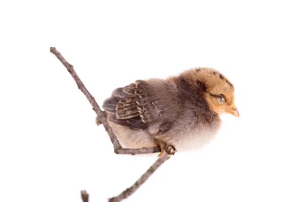 Baby kip zittend op een takje boven de witte — Stockfoto