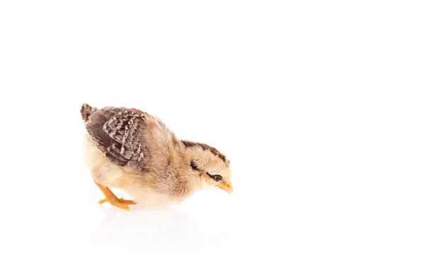 Frango isolado em branco — Fotografia de Stock