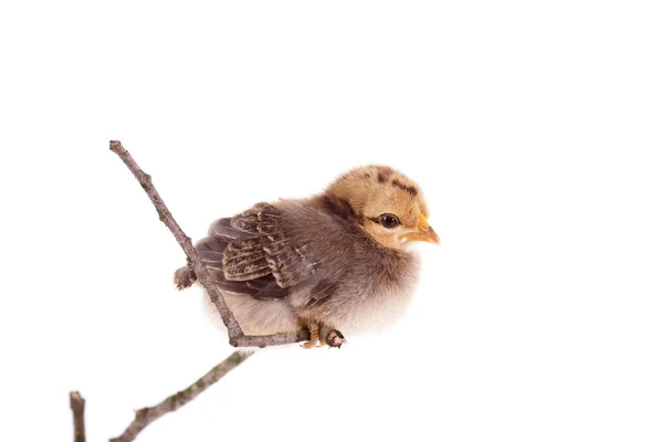 Frango bebê sentado no galho sobre o branco — Fotografia de Stock