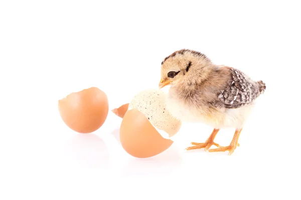 Frango isolado em branco — Fotografia de Stock