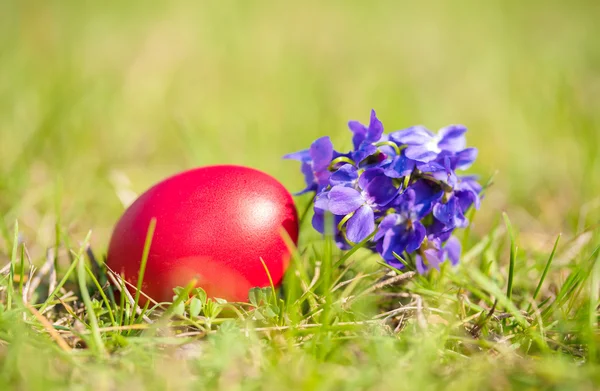 Huevo de Pascua y flor violeta en la hierba verde — Foto de Stock