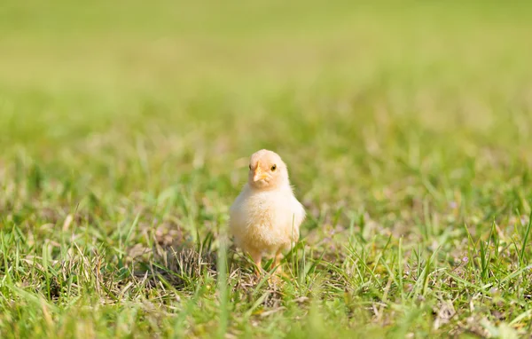 Baby kuře v zelené trávě — Stock fotografie