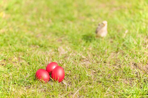 Ostereier im grünen Gras — Stockfoto