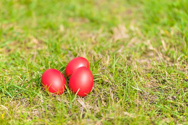 Red easter eggs in green grass — Stock Photo, Image