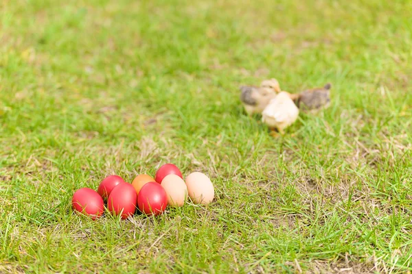 Huevos de Pascua en hierba verde —  Fotos de Stock