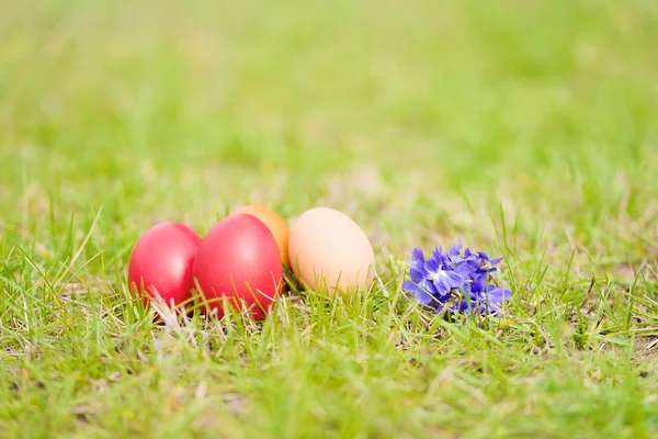Paskalya yumurtası ve yeşil çim Menekşe çiçek — Stok fotoğraf