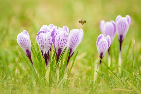 Krokusblüten im grünen Garten — Stockfoto