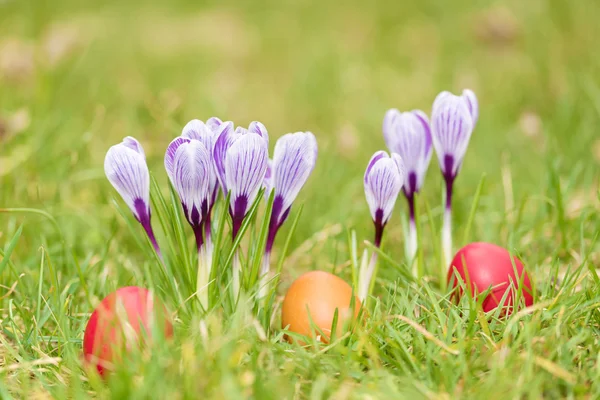 Crocus blommor i grön trädgård — Stockfoto