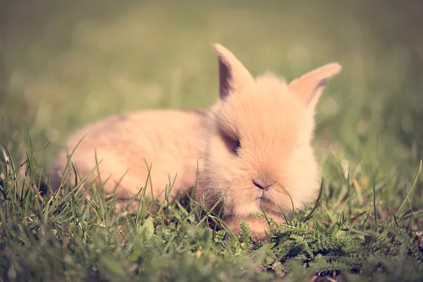एक बच्चे खरगोश की विंटेज फोटो — स्टॉक फ़ोटो, इमेज