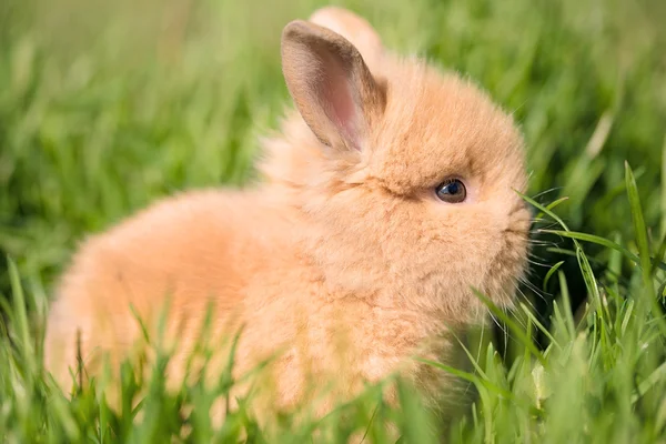 在绿草兔宝宝 — 图库照片