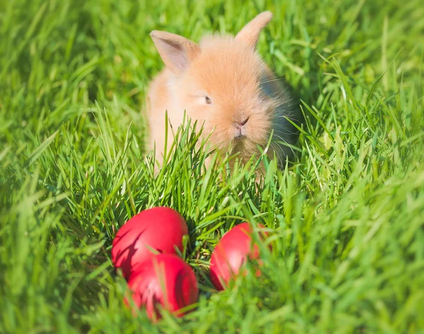 Baby rabbit in green grass — Stock Photo, Image