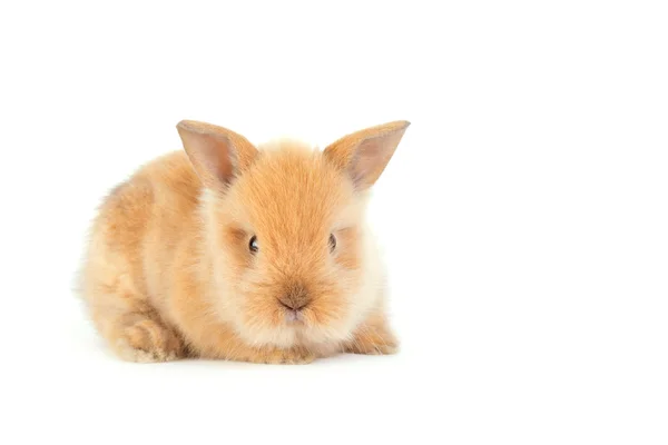 Conejo bebé aislado en blanco —  Fotos de Stock