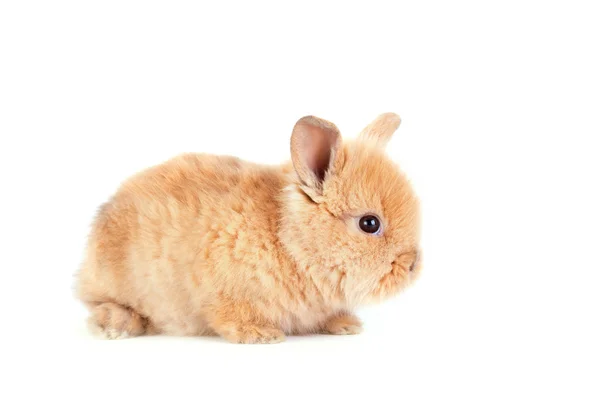 Conejo bebé aislado en blanco —  Fotos de Stock