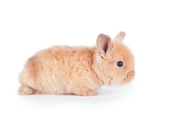 Baby rabbit isolated on white — Stock Photo, Image