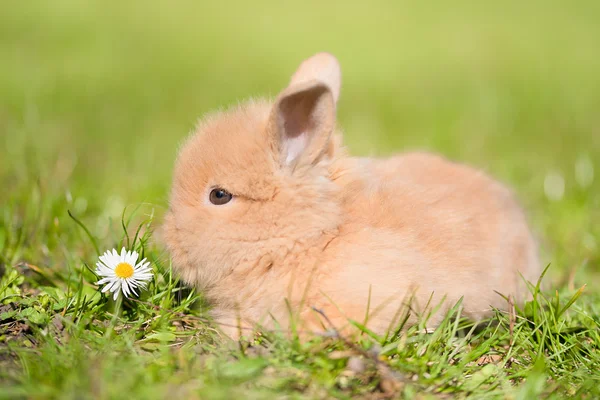 兔宝宝在绿色的草地 — 图库照片