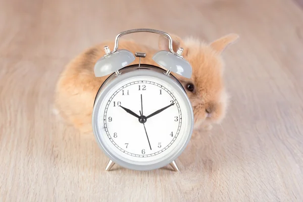 Horloge grise et lapin timide sur fond en bois — Photo