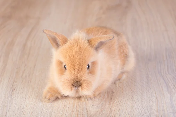 Oranje konijn op een houten achtergrond — Stockfoto