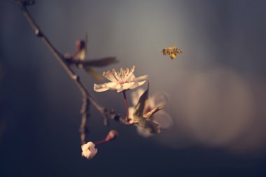 Kiraz çiçek ve arı portre fotoğrafı