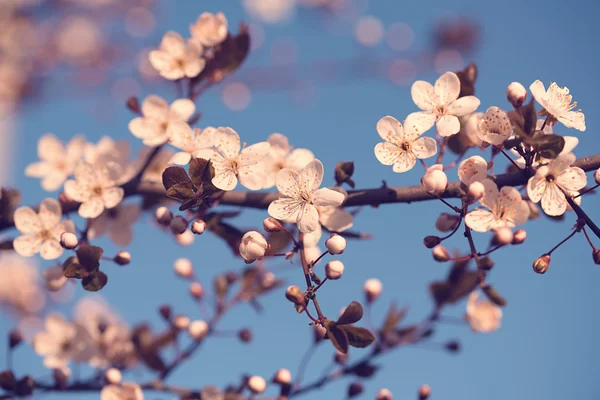 Closeup photo of cherry flower — Stock Photo, Image